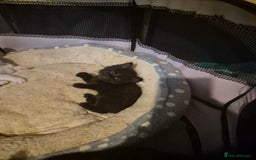 Mixed Breed cats for sale: Gorgeous kittens long and short haired - Image 17