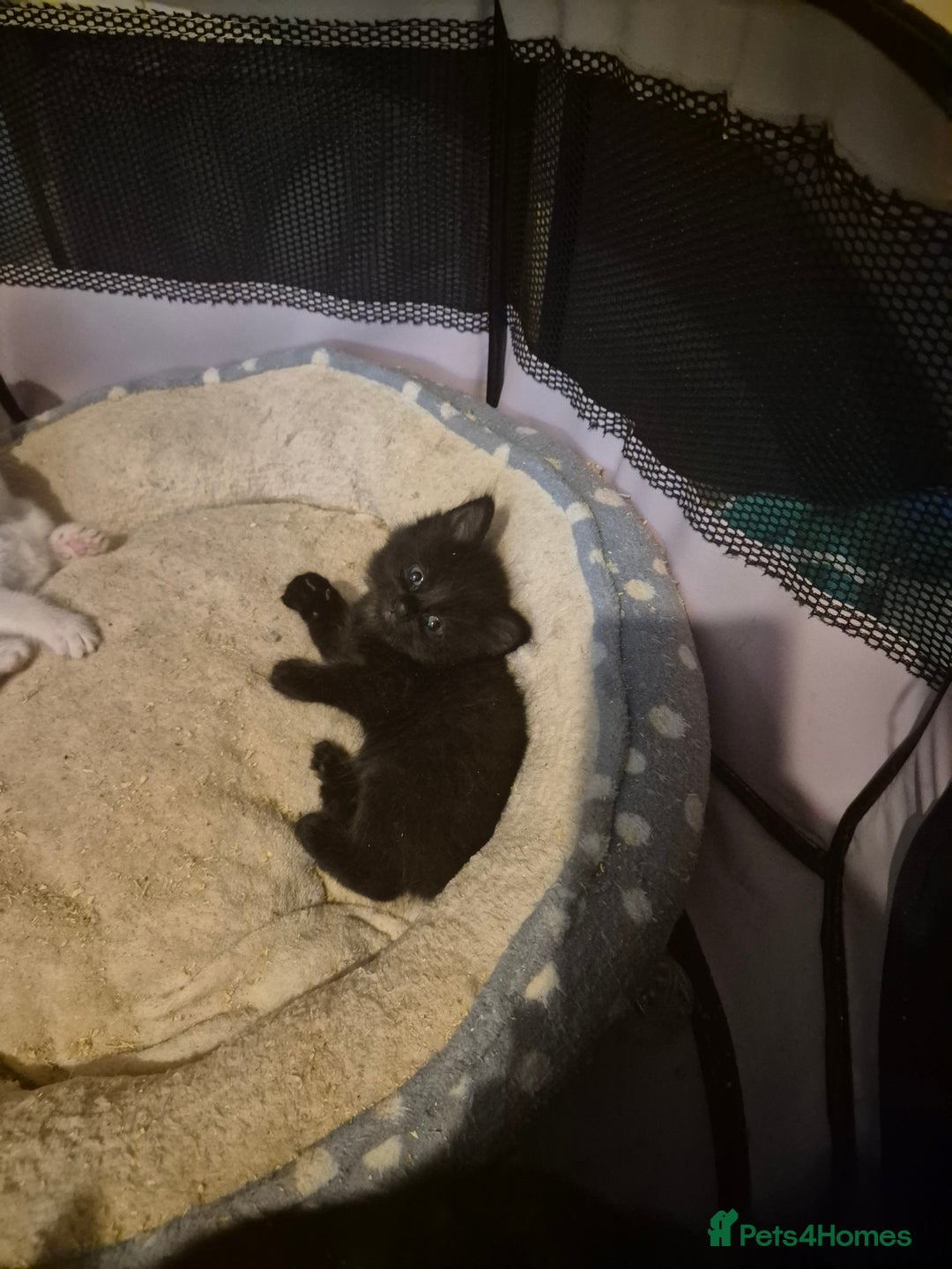 Mixed Breed cats for sale: Gorgeous kittens long and short haired - Image 17