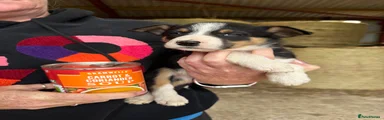 Welsh Collie 1 - carrot and coriander 