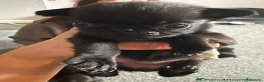 Pug 8