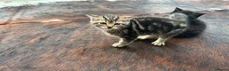 Mixed Breed cats for sale: Beautiful kittens for sale - Advert 5