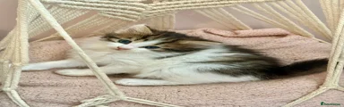 Siberian 4