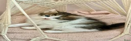 Siberian cats for sale: Fluffy kittens  - Advert 19