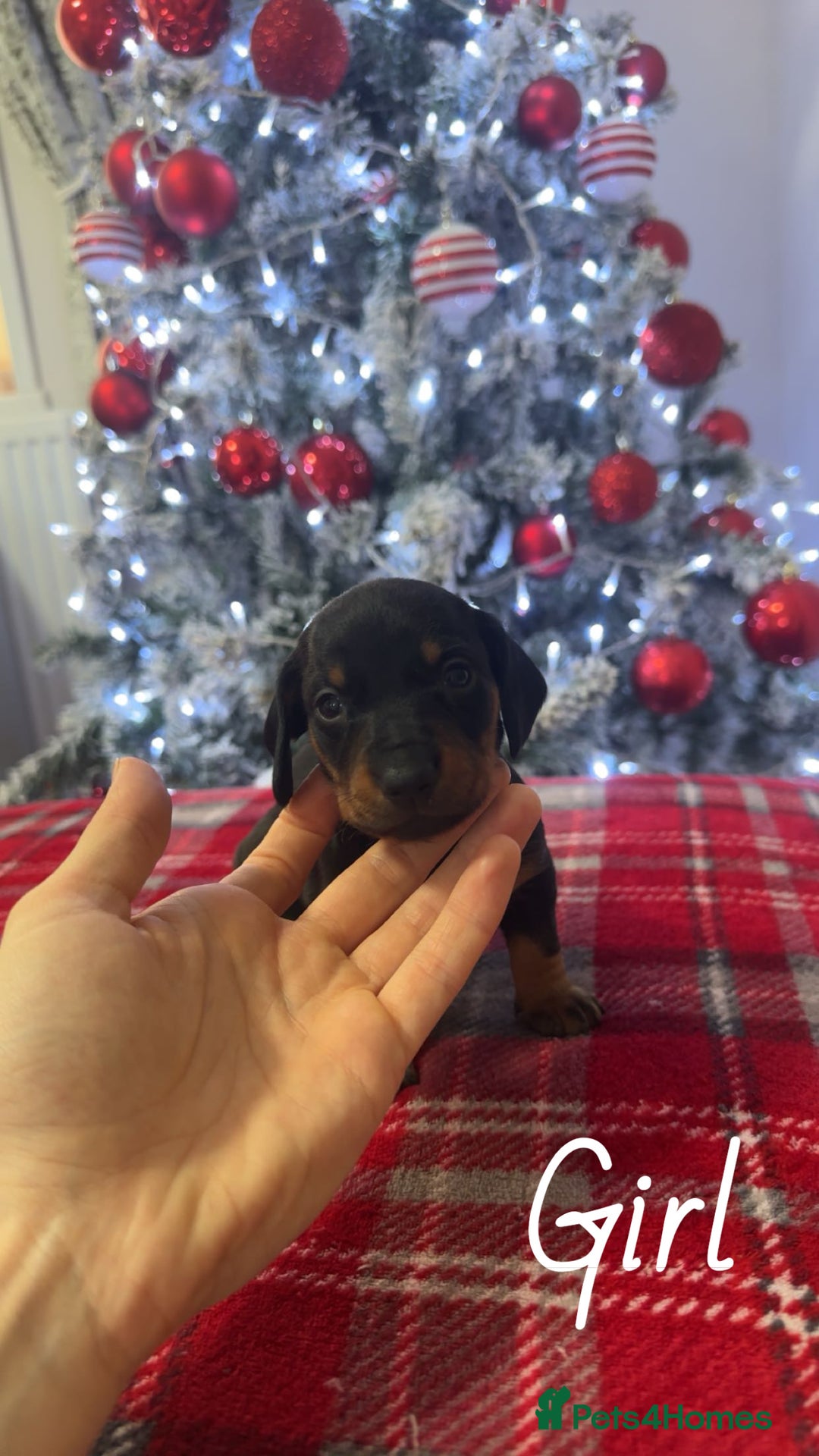 Dachshund dogs for sale: Dachshund puppies (2 LEFT) - Advert 18