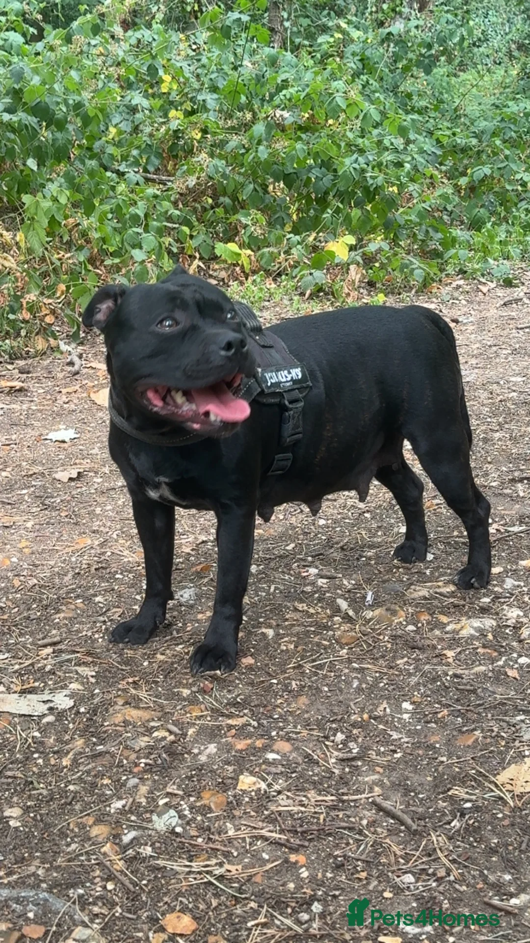 Staffordshire Bull Terrier dogs for sale: 3 stunning nearly completely black boys in Southampton - Advert 4