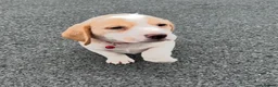 Beagle dogs for sale: Quality Foot Beagle Puppies - Advert 3