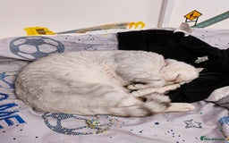 British Shorthair cats for sale: British Shorthair for sale  - Image 2