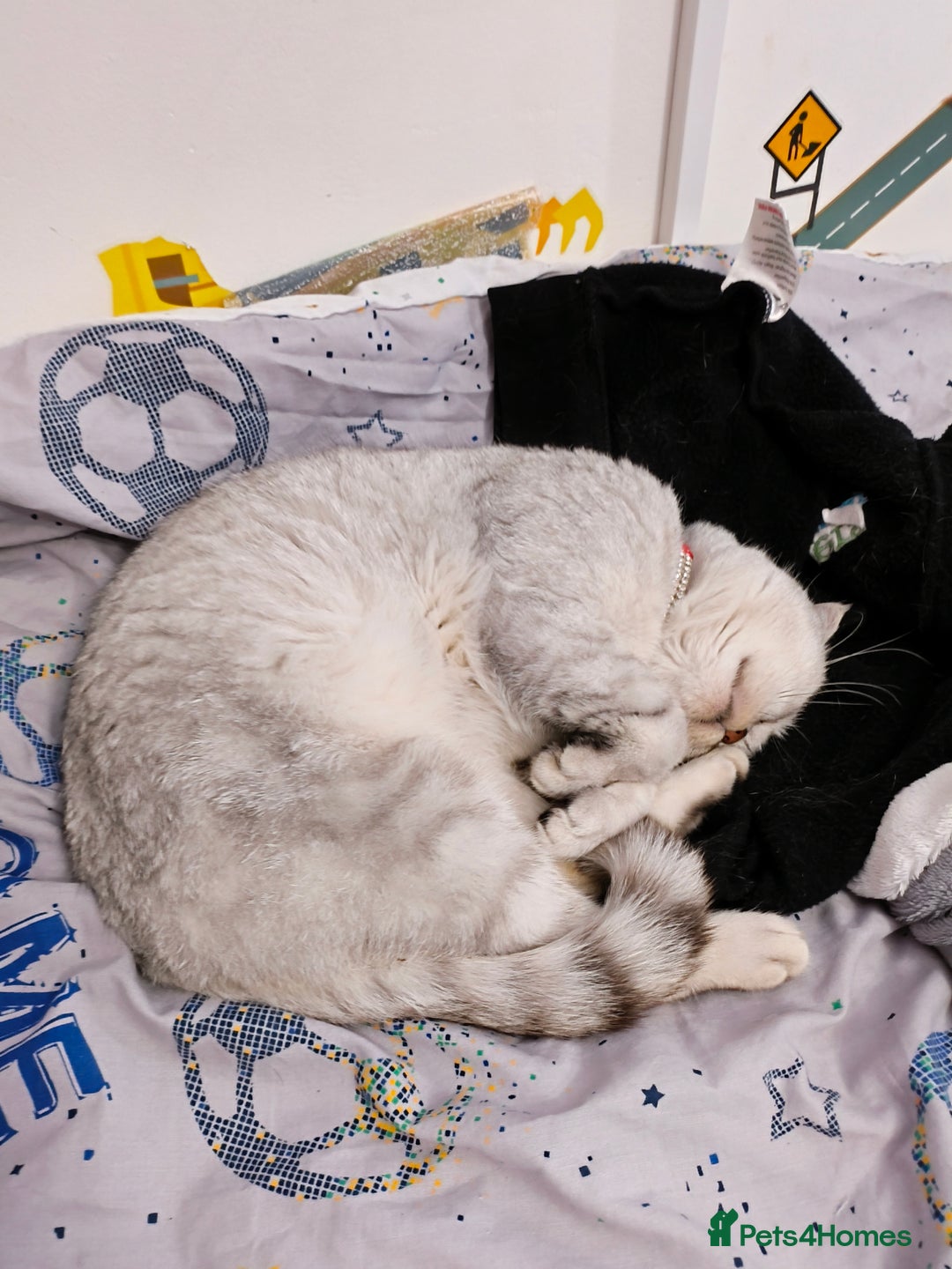 British Shorthair cats for sale: British Shorthair for sale  - Image 2