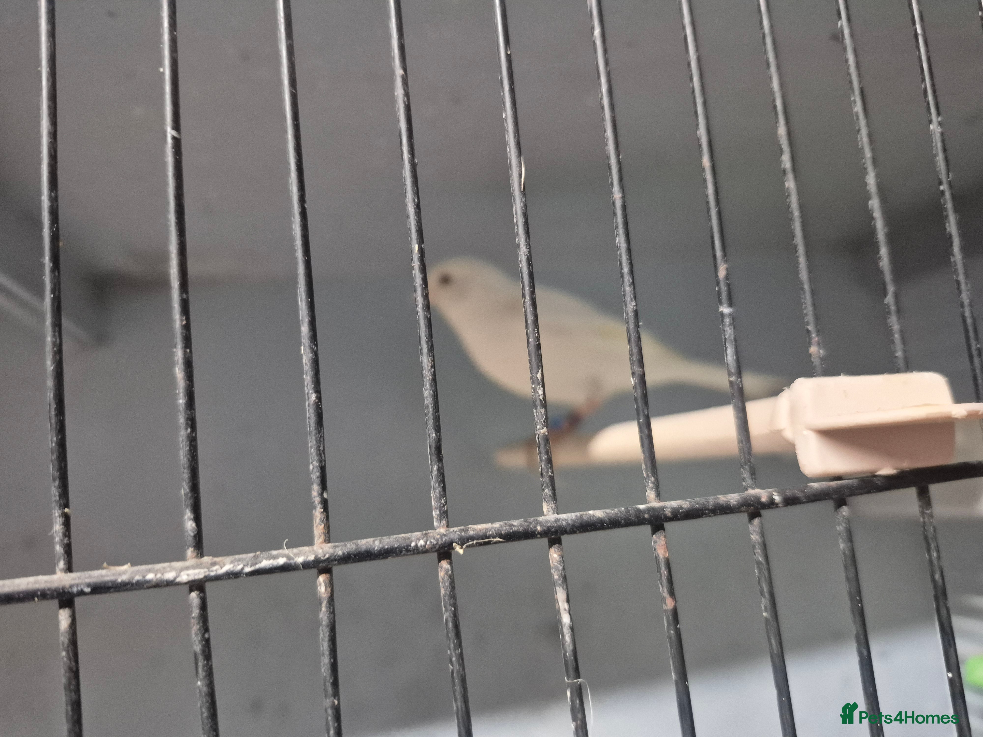 Mixed Breed birds Mixed - Advert 1