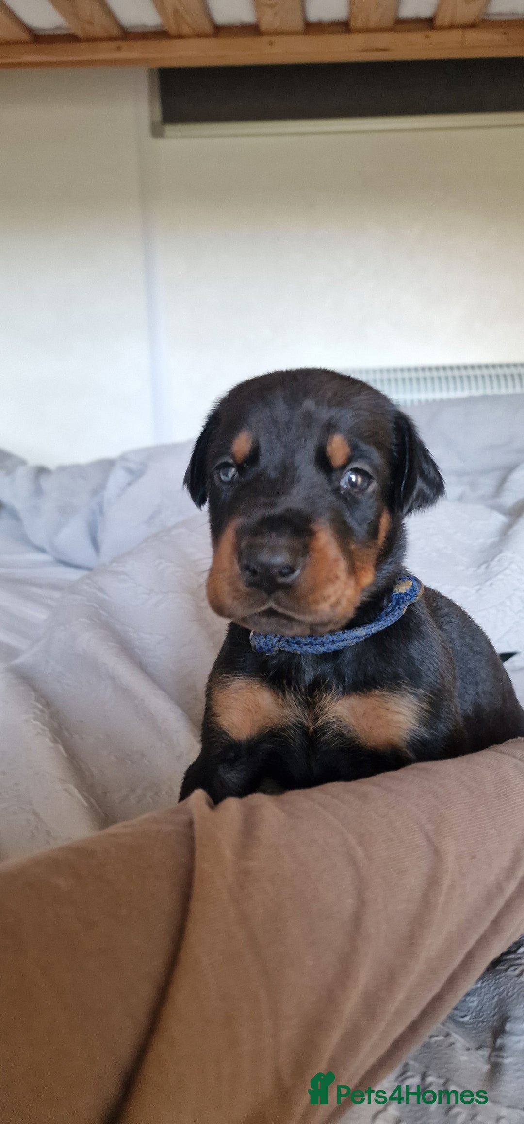 Dobermann dogs for sale: 3 Male Top Line Dobermans - Image 12