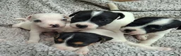 Jack Russell dogs for sale: Outstanding Jack Russel puppies - Advert 6