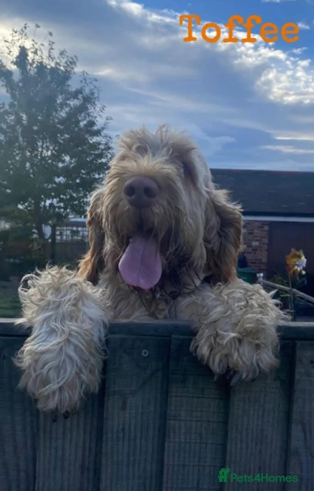 Italian Spinone dogs for sale: Italian Spinone Puppies Available  - Advert 7