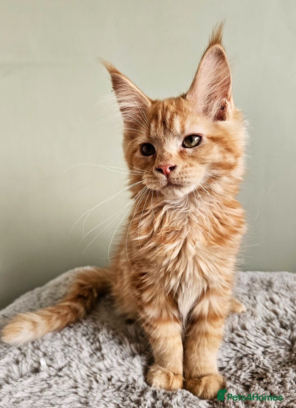 Maine Coon cats Beautiful Maine Coon kittens  - Advert 1