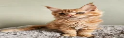 Maine Coon cats for sale: Beautiful Maine Coon kittens  - Advert 16