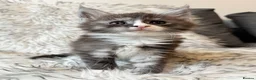Maine Coon cats for sale: Champions - Bloodline Purebred Maine Coon Kittens - Advert 15