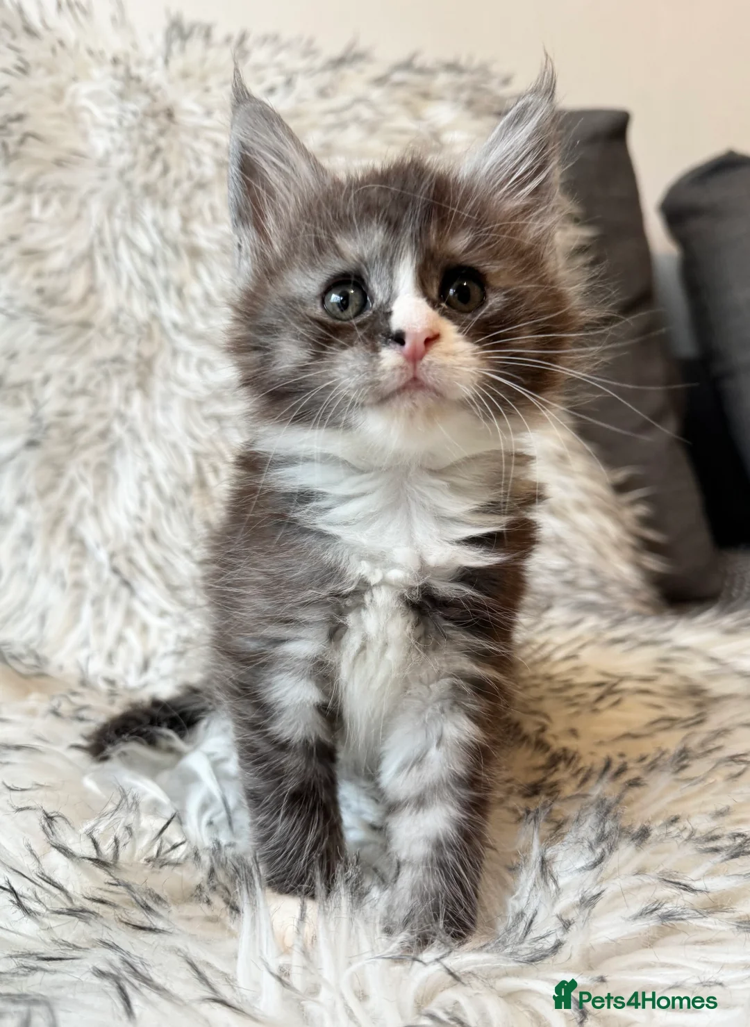 Maine Coon cats for sale: Champions - Bloodline Purebred Maine Coon Kittens - Advert 15