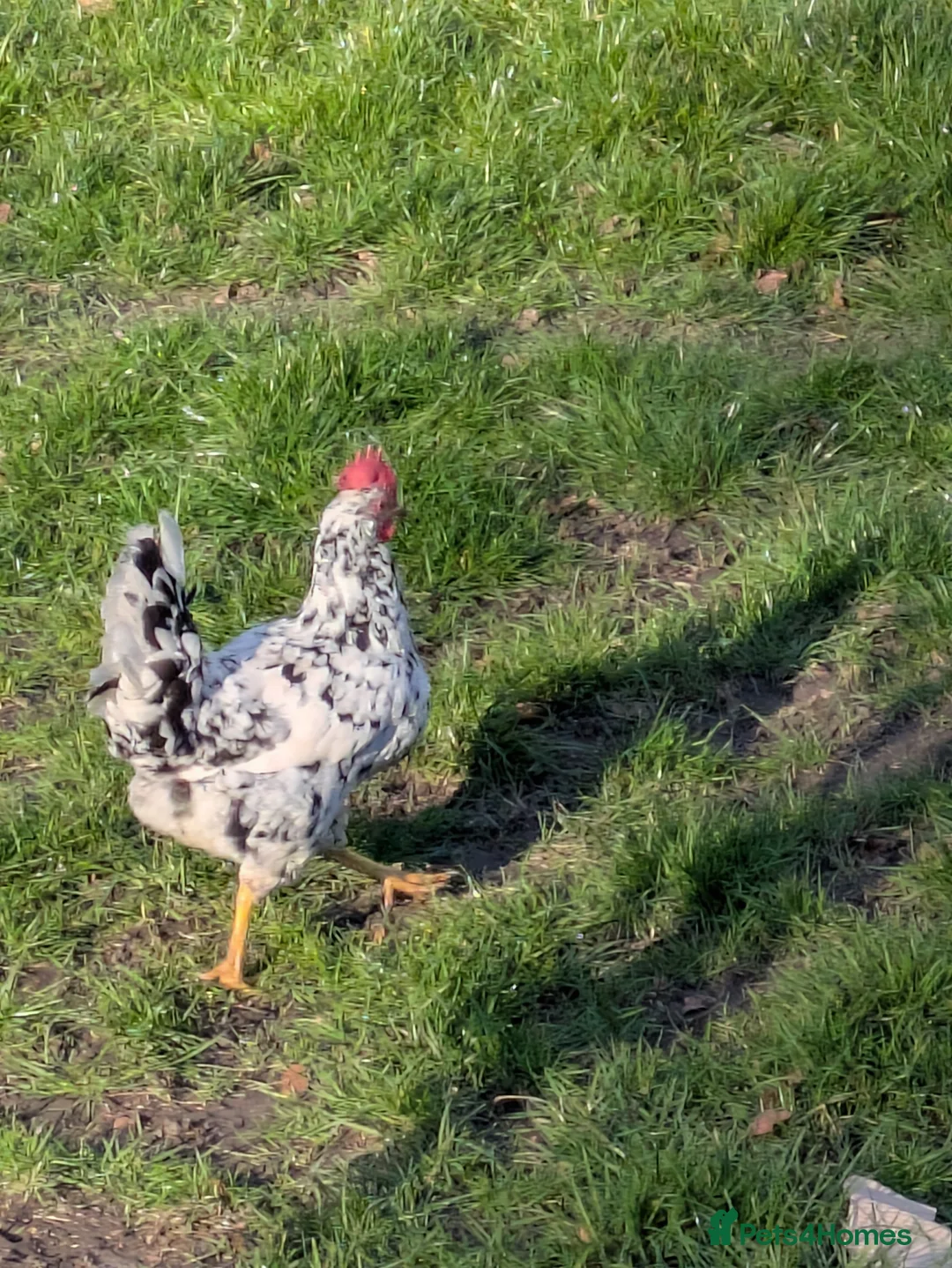 Chickens poultry for sale: Free to Good Home – Small Chicken Flock in Hemel Hempstead - Advert 2