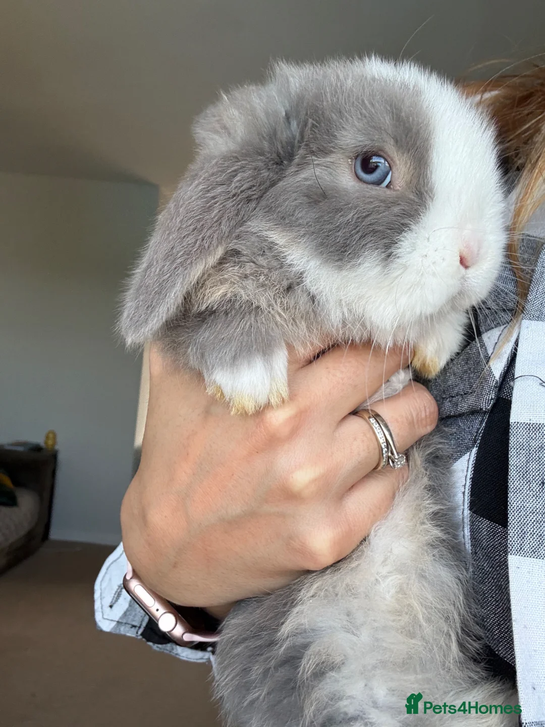 Mini Lop rabbits for sale: Mini lop buck. Ready now.  - Advert 1