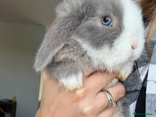 Mini Lop rabbits Mini lop buck. Ready now. - Advert 2