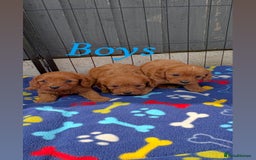 Cavapoo dogs for sale: Only two Beautiful girls cavapoos available  - Image 5