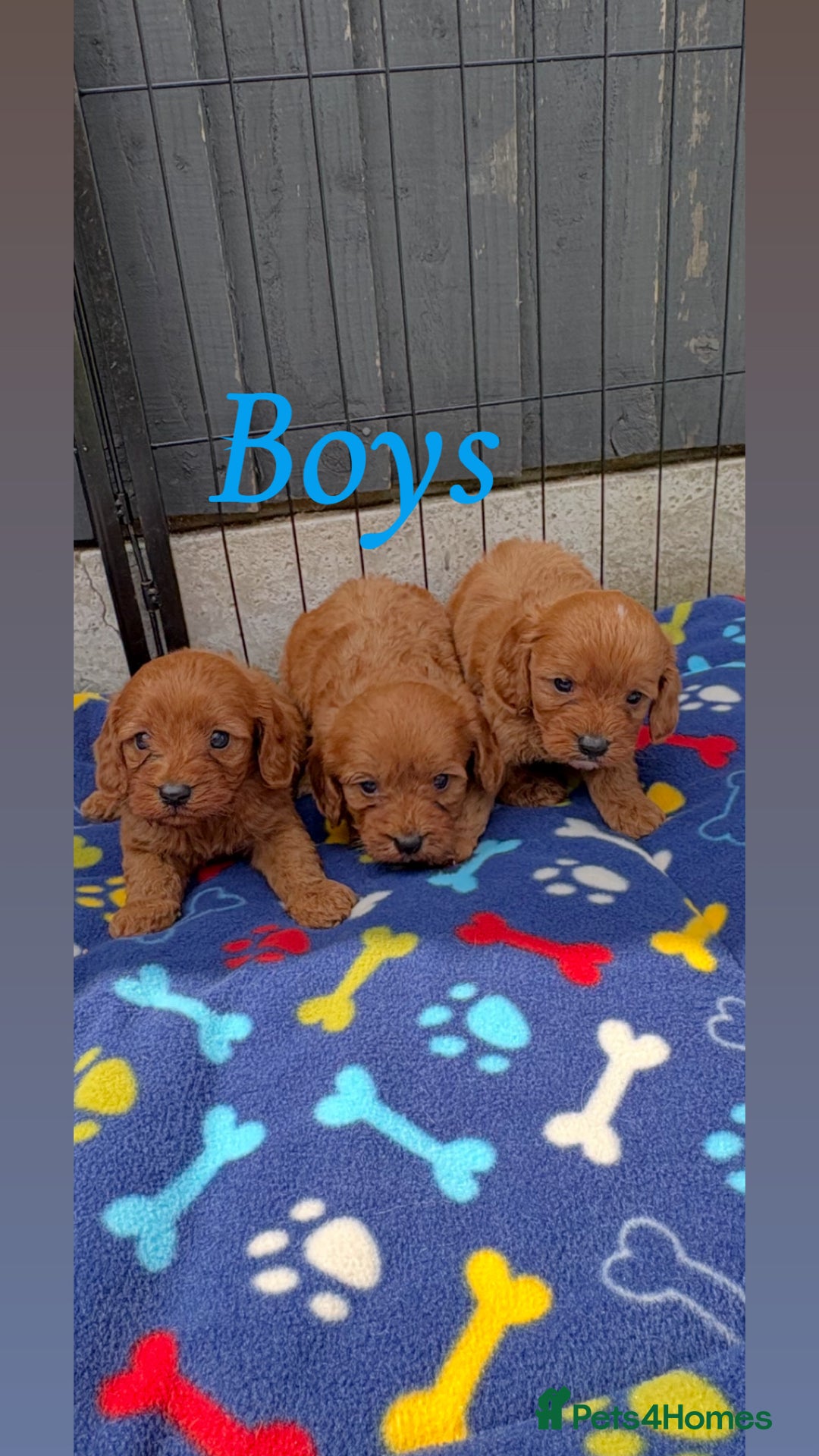 Cavapoo dogs for sale: Only two Beautiful girls cavapoos available  - Image 5