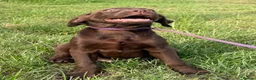 Labrador Retriever dogs for sale: New Arrivals at Westfena 🐾 Labradors  - Advert 1