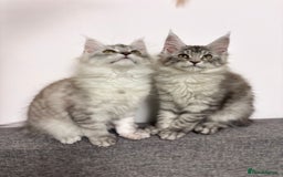 Maine Coon cats for sale: 💕5 TICA registered DNA CLEAR💕  - Image 11