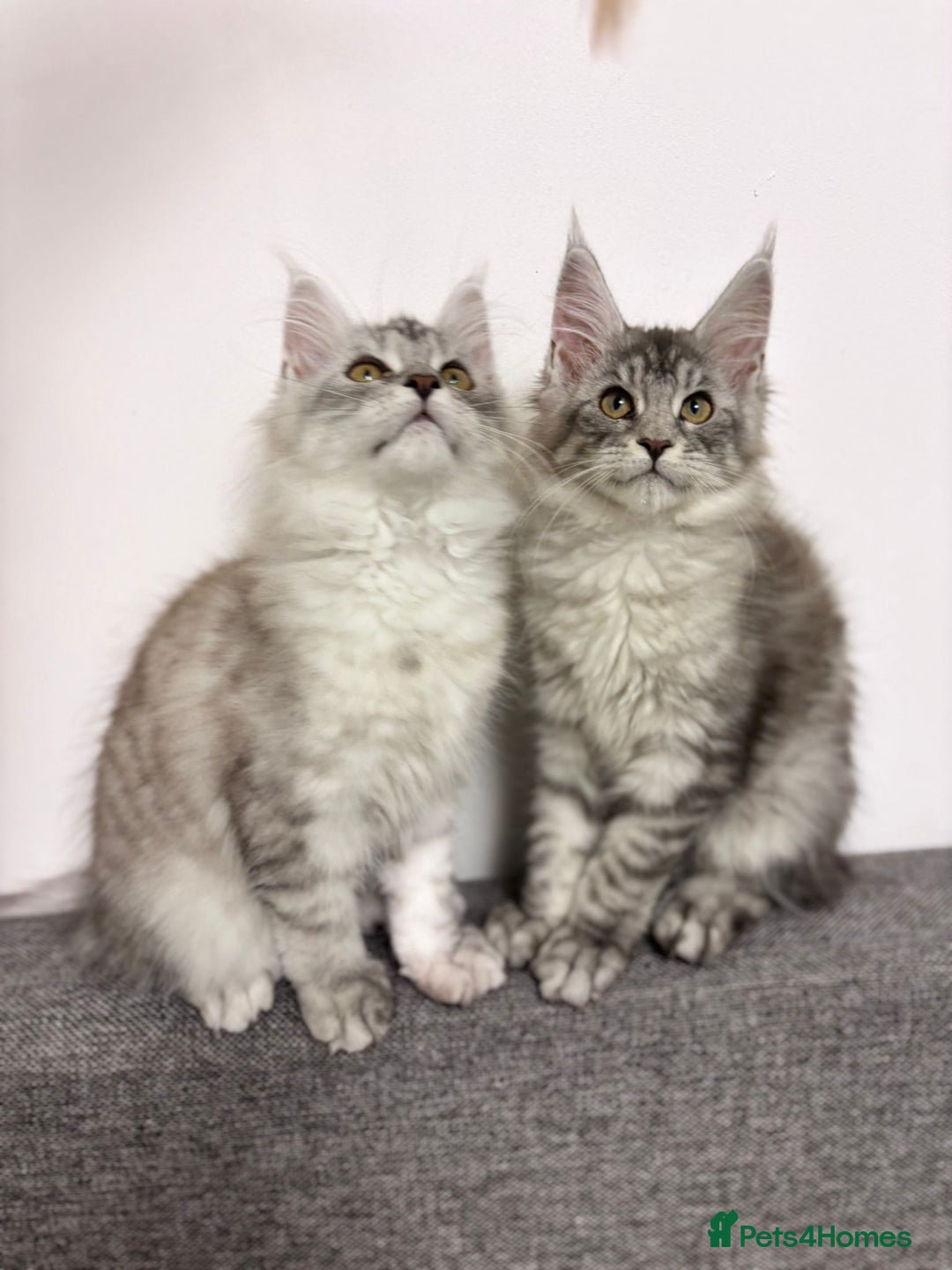 Maine Coon cats for sale: 💕5 TICA registered DNA CLEAR💕  - Image 11