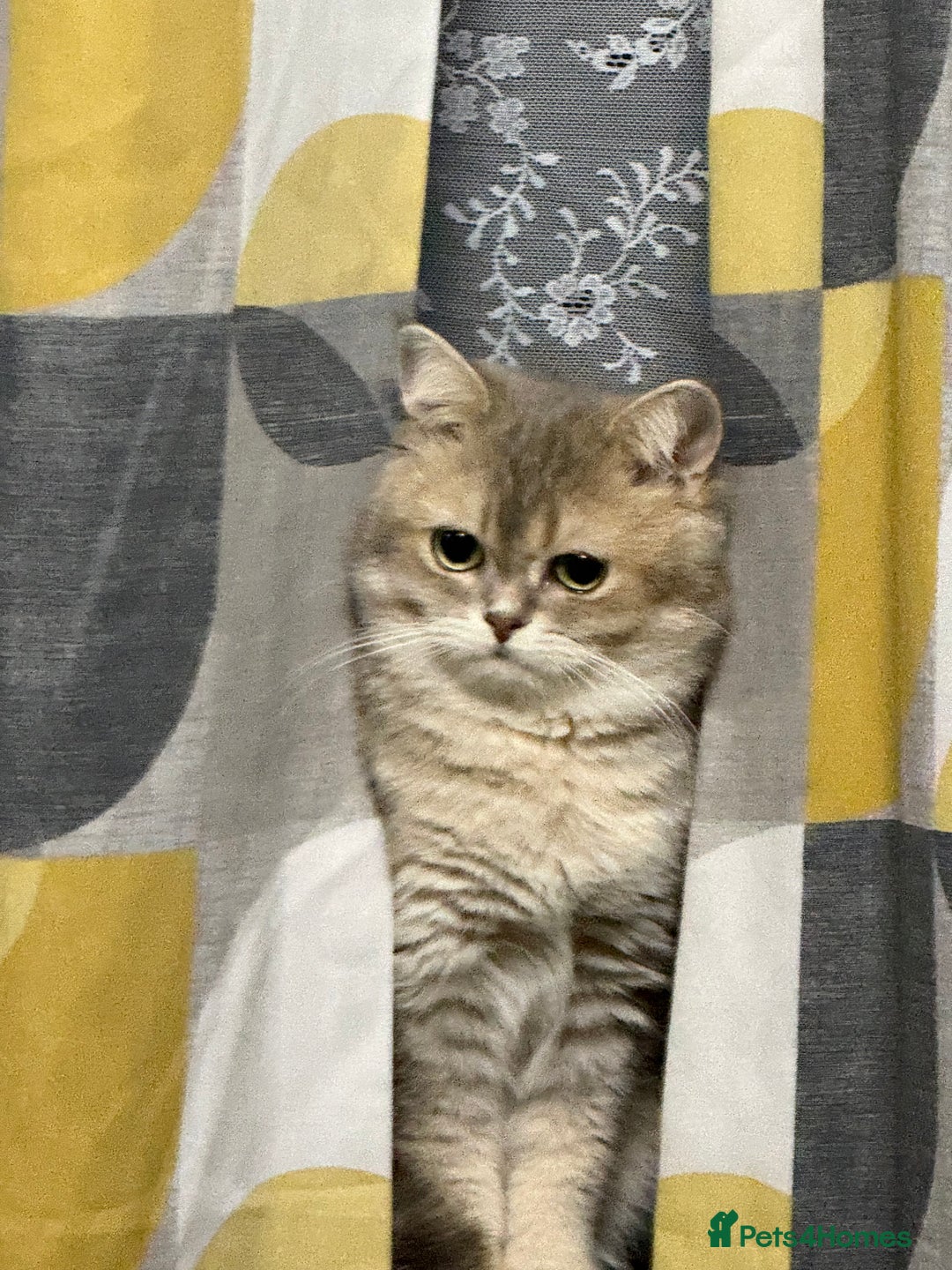 British Shorthair cats for sale: British shorthair blu golden ay 12 - Advert 3