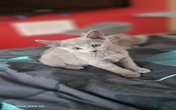 Russian Blue cats for sale: TICA Russian Blue Kittens Pedigree - Image 11