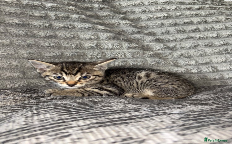 Bengal cats - Advert 1