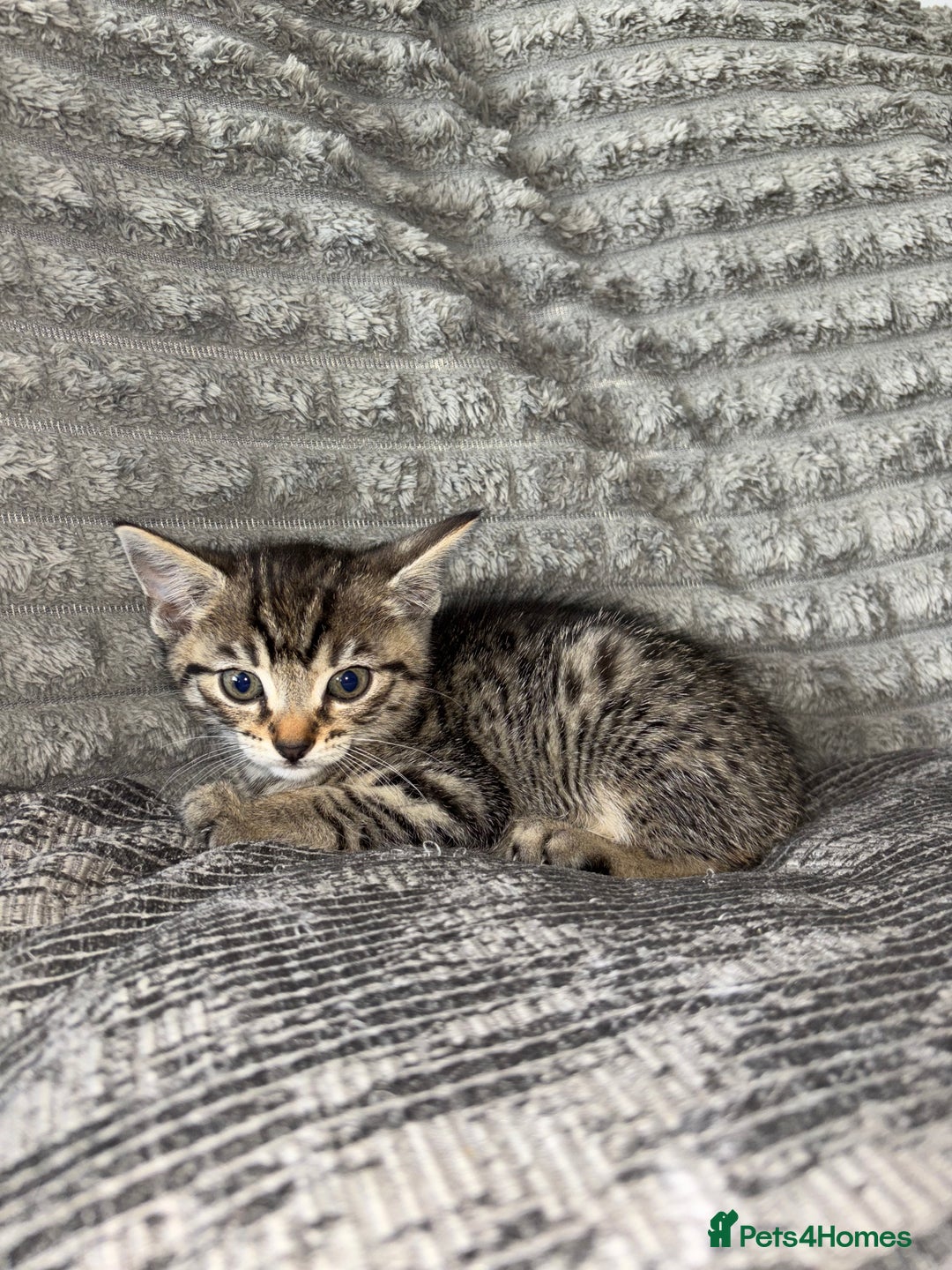 Bengal cats for sale: Four beautiful baby girl kittens  - Image 1