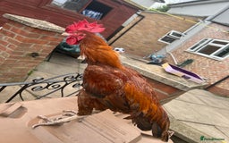 Chickens poultry for sale: Shamo aseel.  - Image 1