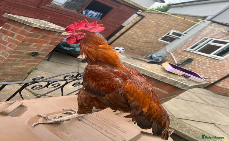 Chickens poultry - Advert 4