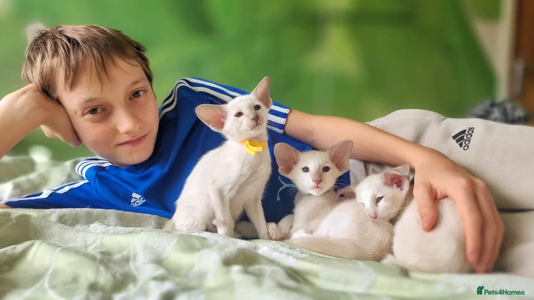 Oriental cats for sale: Exceptional, Show quality, GCCF Oriental kittens  - Advert 2