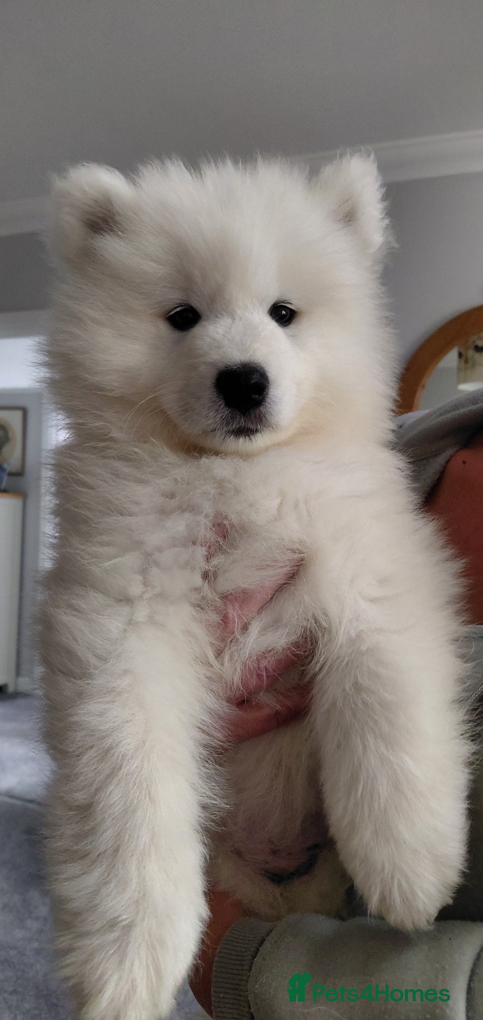 Samoyed dogs BOY REAVAILABLE READY NOW Samoyed pups in Essex - Advert 1