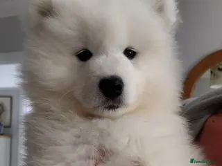 Samoyed dogs BOY REAVAILABLE READY NOW Samoyed pups in Essex - Advert 1