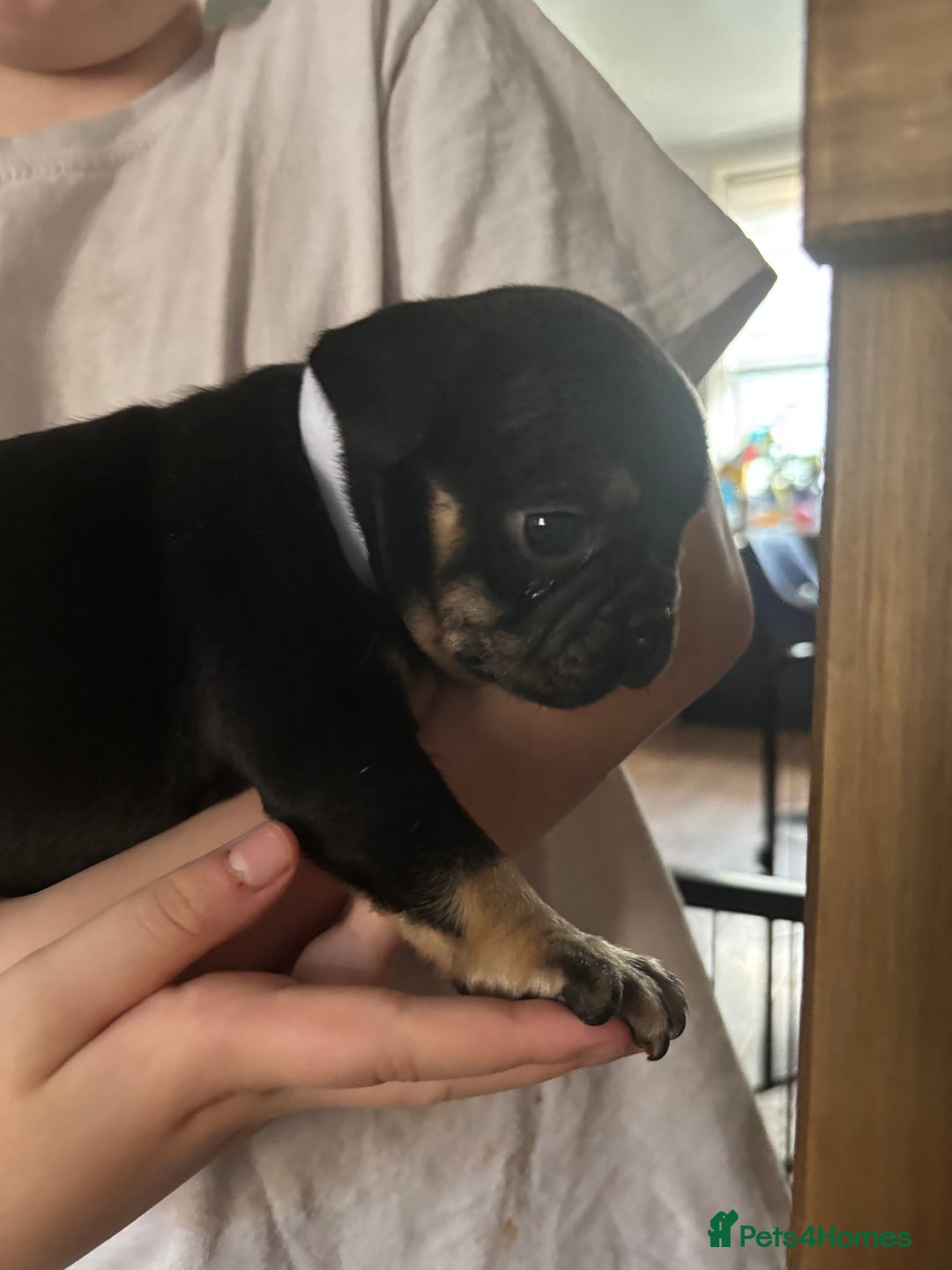 French Bulldog dogs for sale: French bulldog puppies  - Image 3