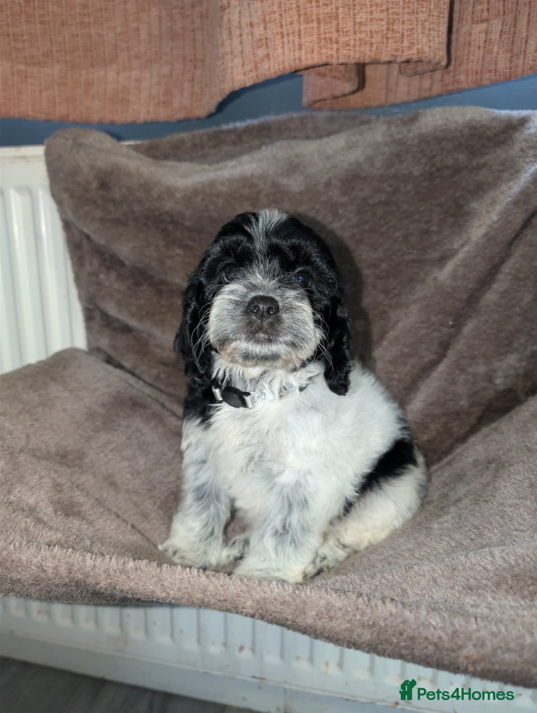 Cockapoo dogs for sale: F1 cockapoos babies  - Image 3