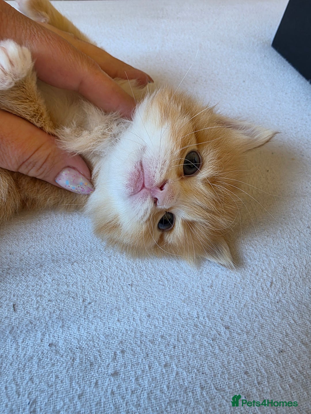 Maine Coon cats for sale: Ginger kitten's  - Image 5