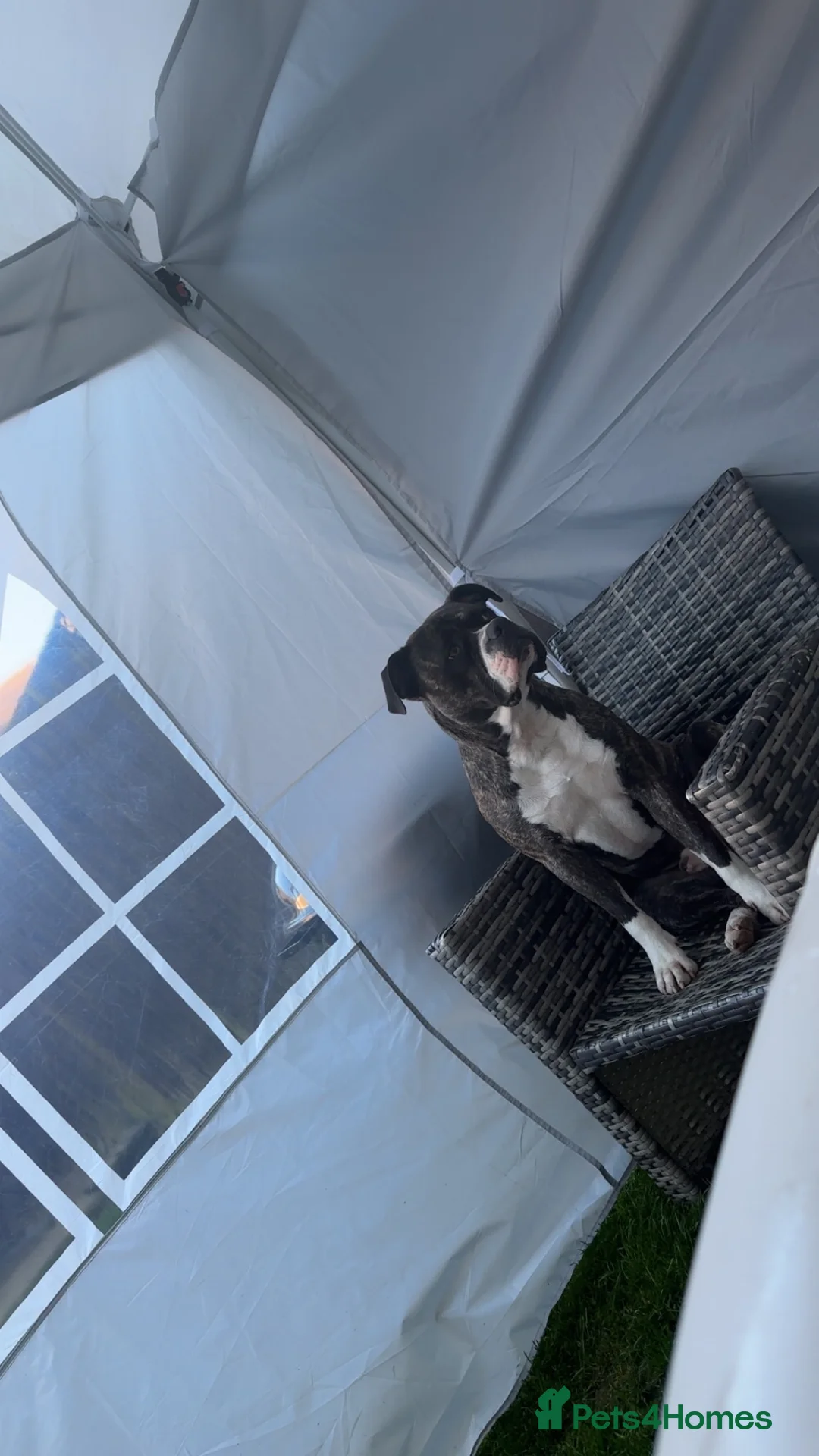 Staffordshire Bull Terrier dogs for sale: Staffy male 2 years 1 month  - Advert 13