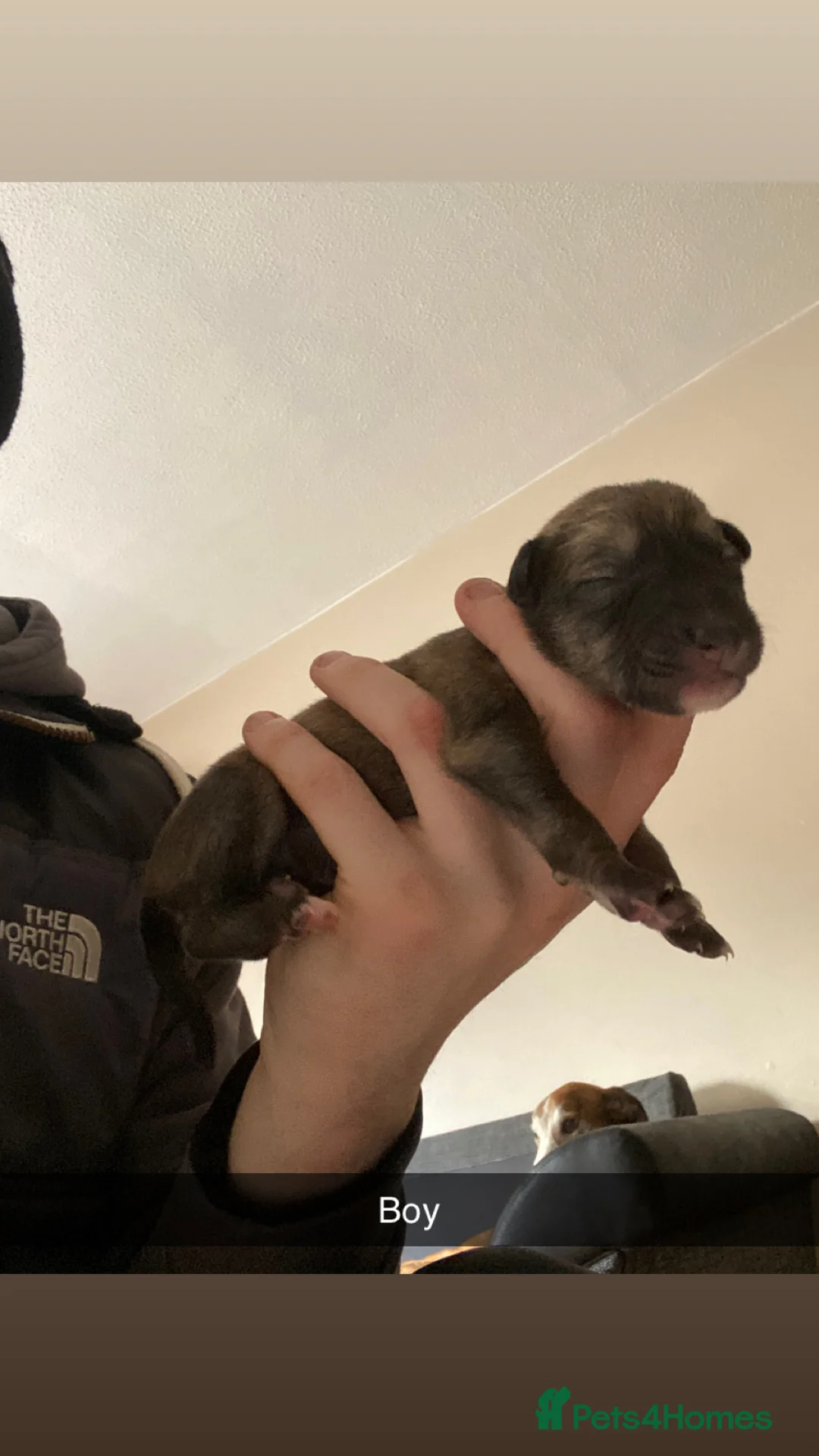 Mixed Breed dogs for sale: Whippet x  greyhound puppies - Advert 6