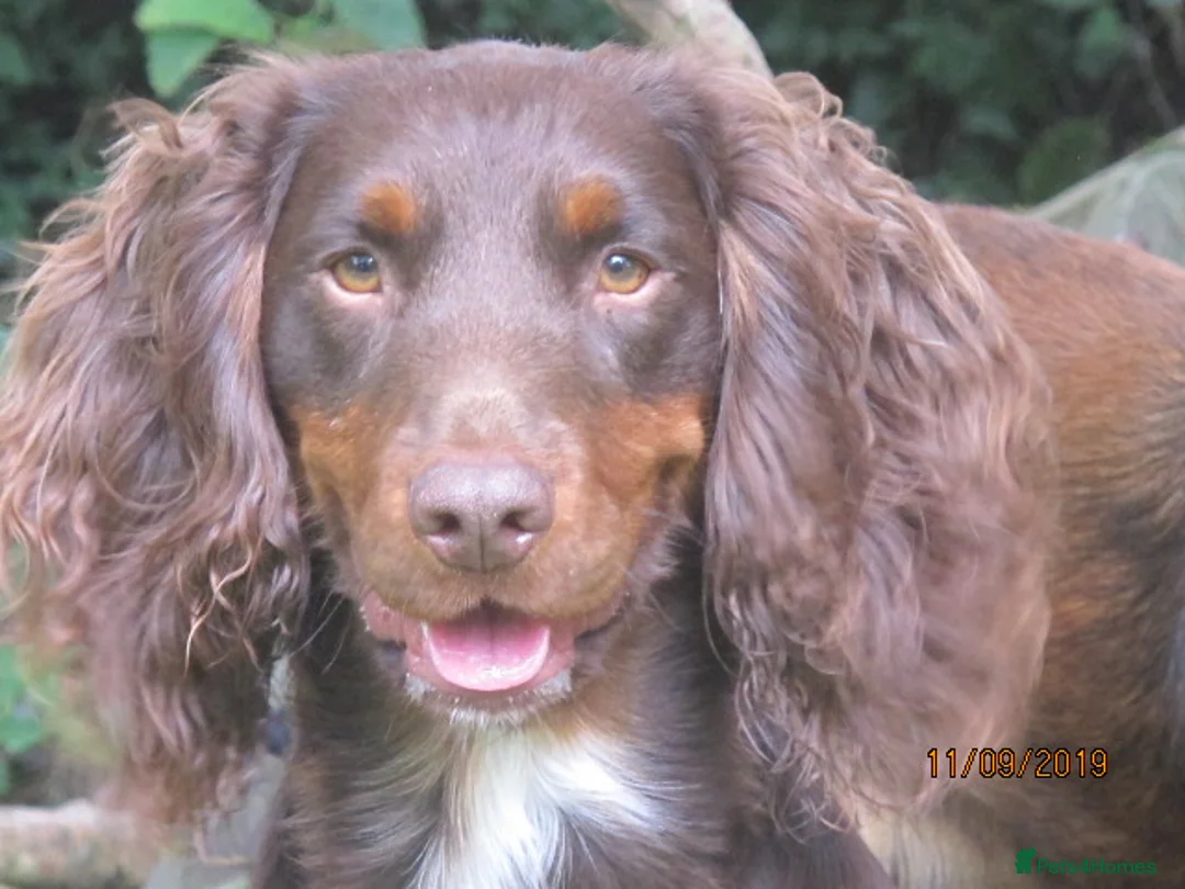 Cocker Spaniel dogs for stud: Liver n Tan working cocker. Clear AMS, PP PRA, FN. - Advert 11