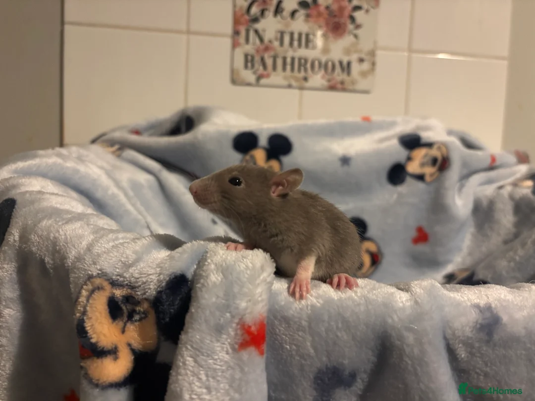 Rat rodents for sale: Gorgeous boys available now! - Advert 8