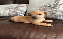 Mixed Breed dogs for sale: French wieners - Image 26