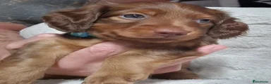 Dachshund 2