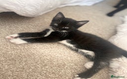 Bombay cats for sale: Black and white female kitten  - Image 2