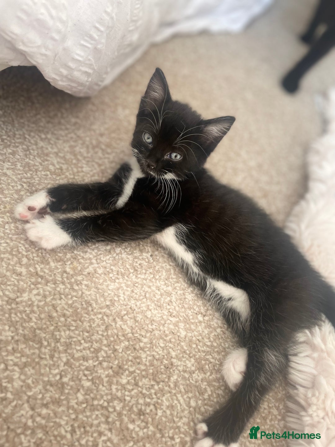 Bombay cats for sale: Black and white female kitten  - Image 2
