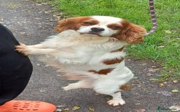 Cockalier dogs for sale: Stunning Health Tested Cockalier Puppies - Image 25