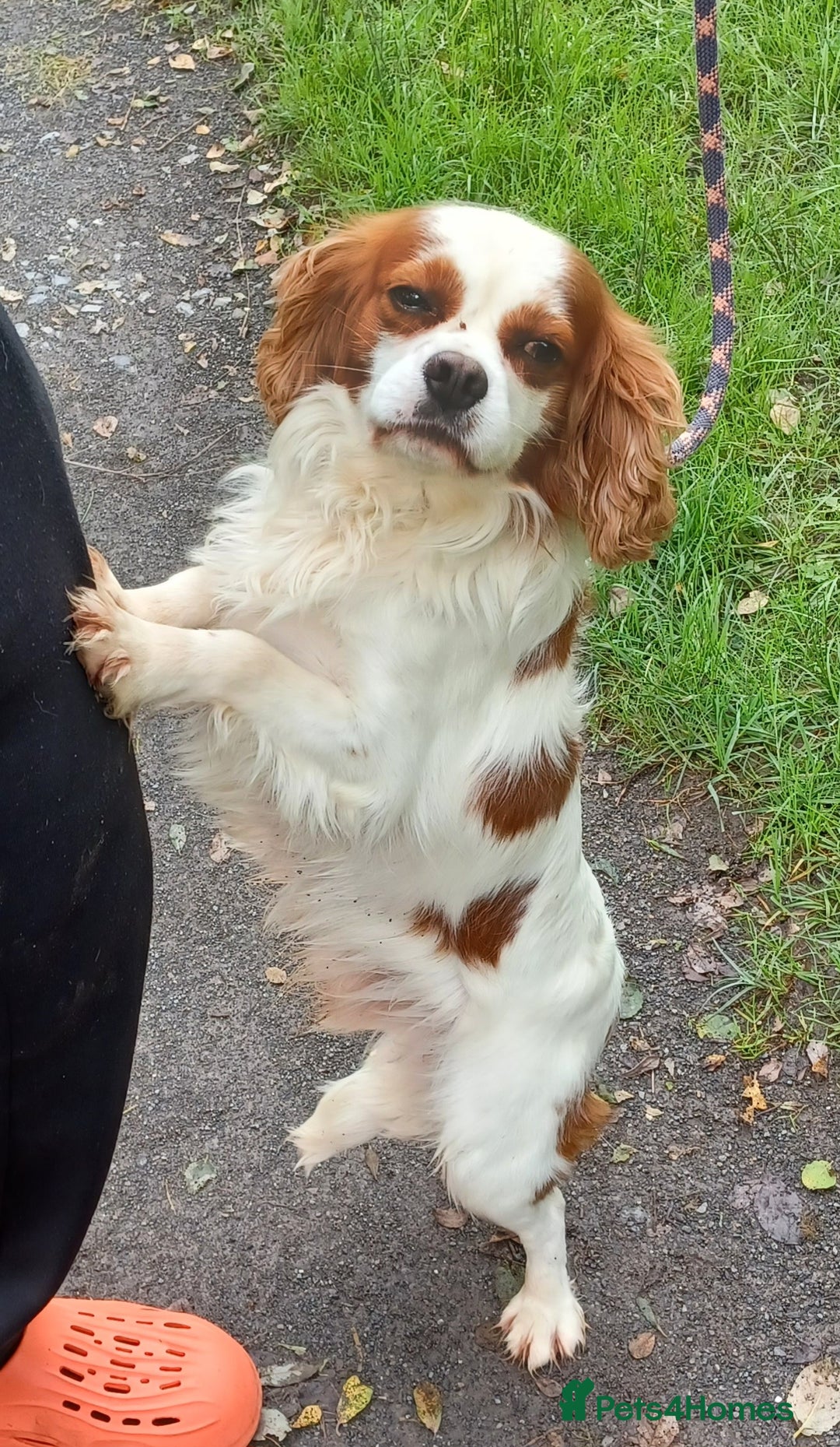 Cockalier dogs for sale: Stunning Health Tested Cockalier Puppies - Image 25